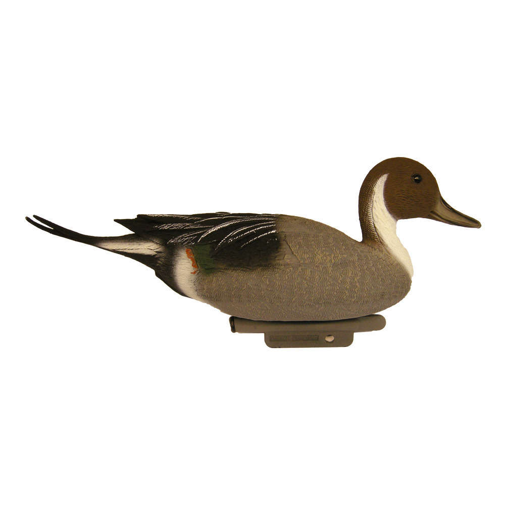 CANARD PILET MALE-(736749)