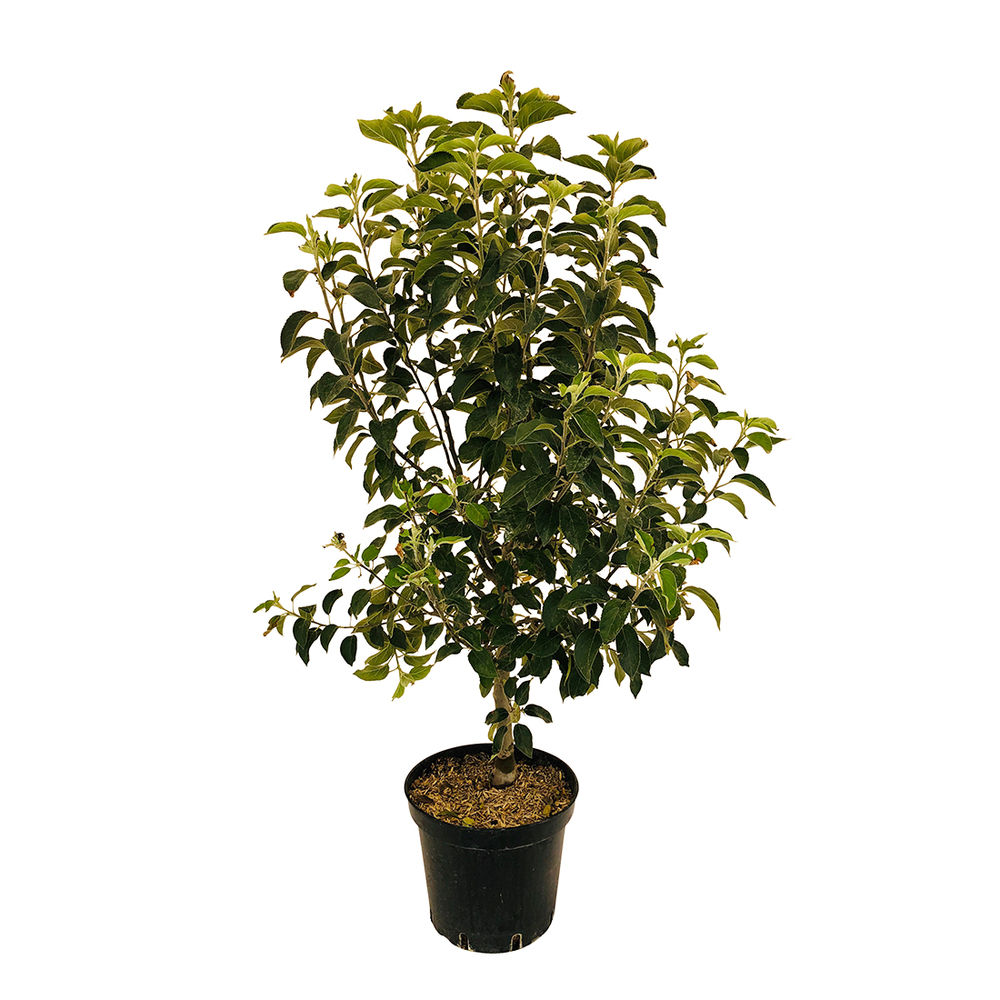 Pommier 'Tentation®' pot 20L fuseau