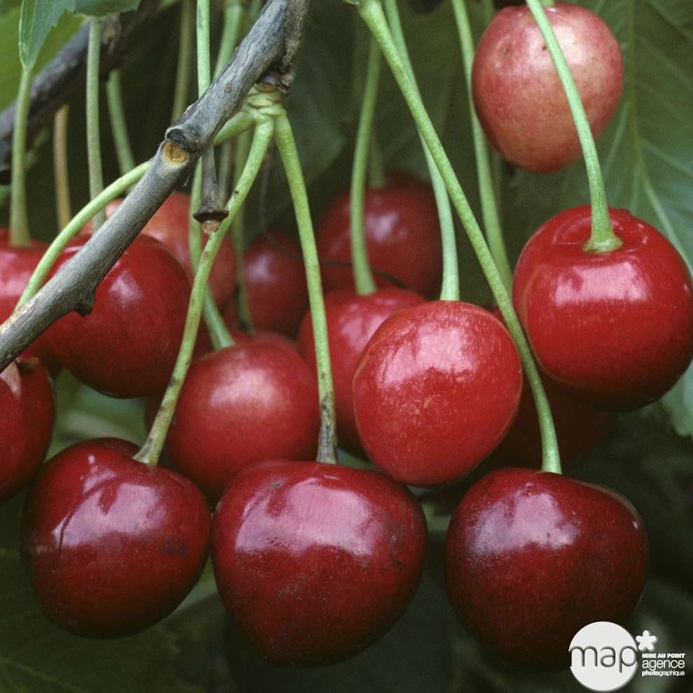 Cerisier 'Bigarreau Marmotte' pot 25L 1/2 Tige