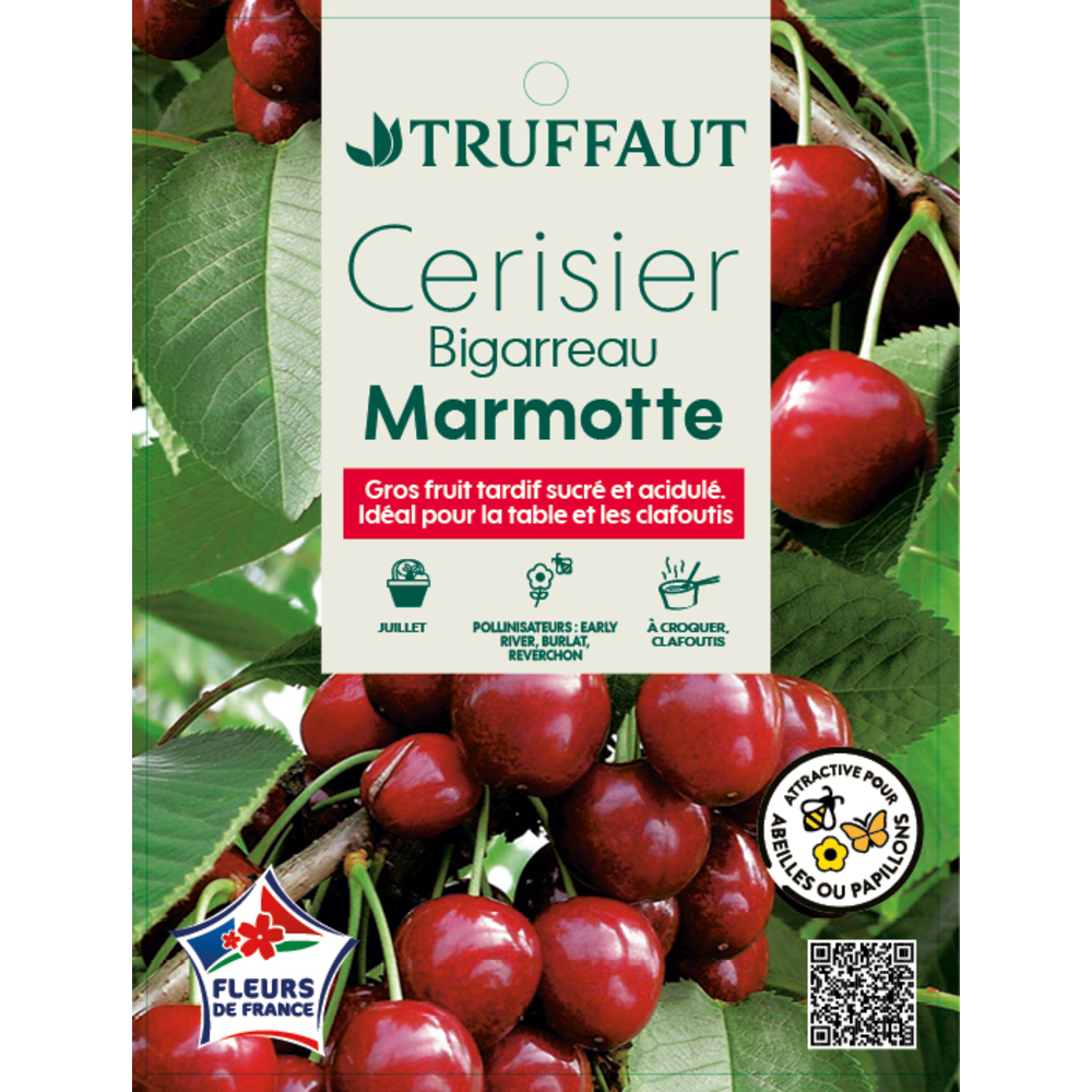 Cerisier 'Bigarreau Marmotte' pot 25L 1/2 Tige
