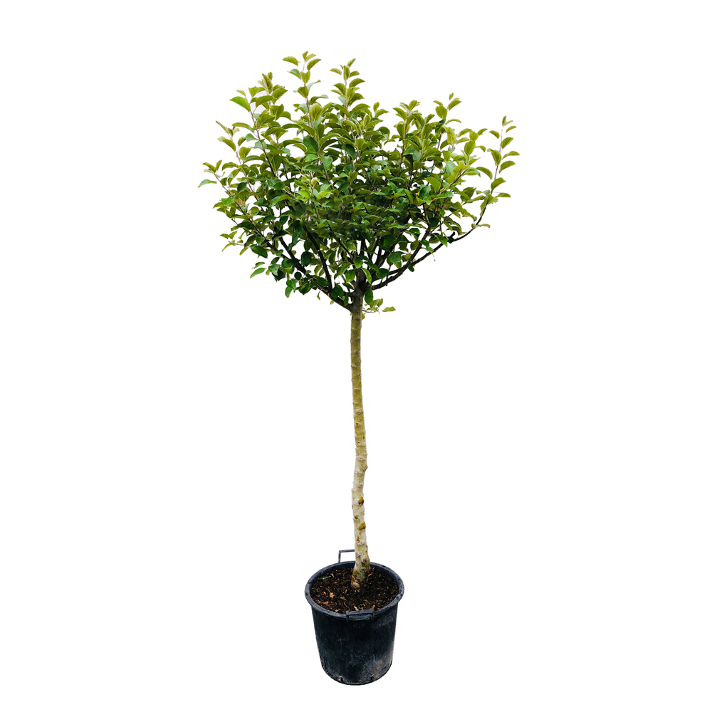 Pommier 'Melrose' pot 25L 1/2 Tige