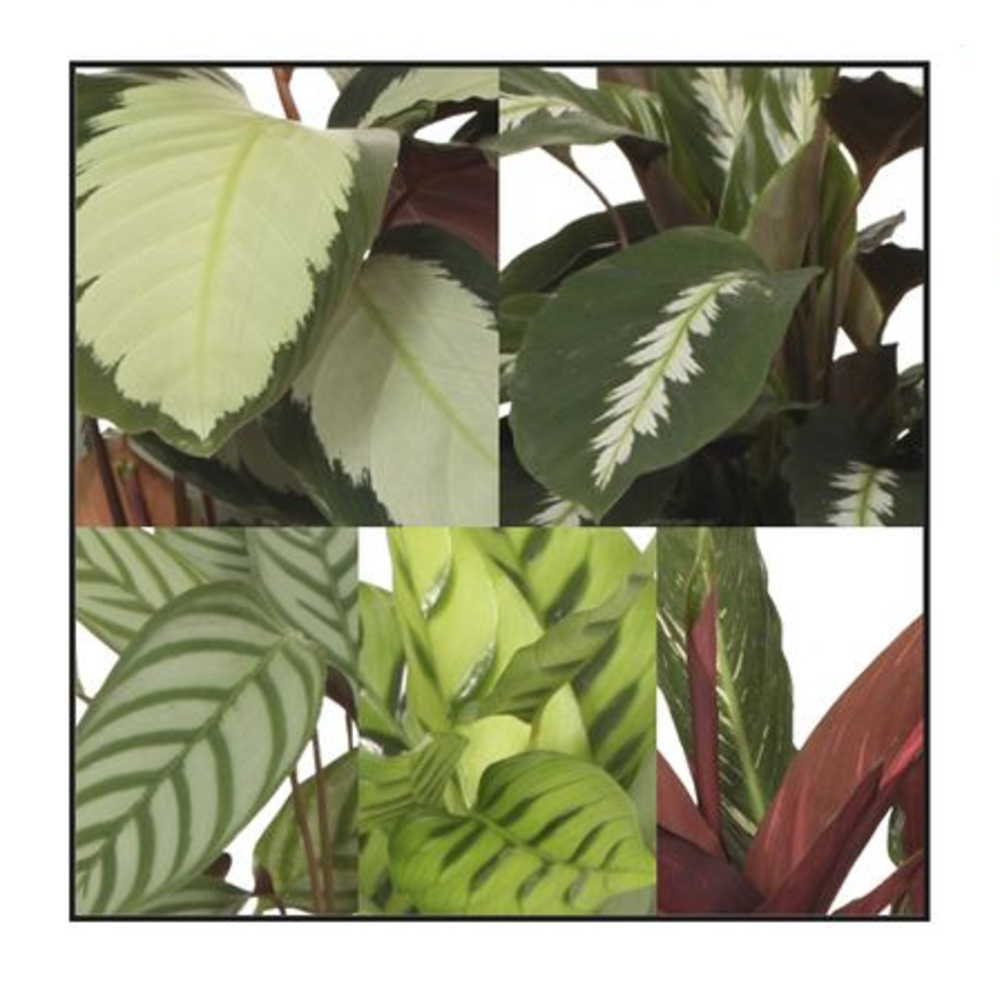 Calathéa H65cm, plusieurs variétés au choix : pot D17cm