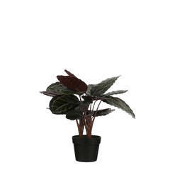 Plante artificielle : Pot calathéa roseopict D.40 x H.60 cm