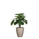 Plante artificielle : Pot peperomia D.19 x H.29 cm
