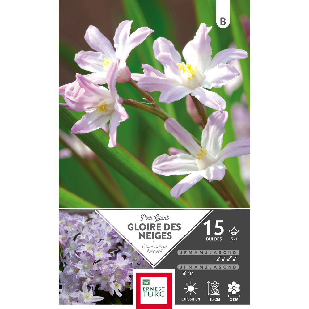 Chionodoxa forbesii Pink Giant 5/+ : 15 bulbes