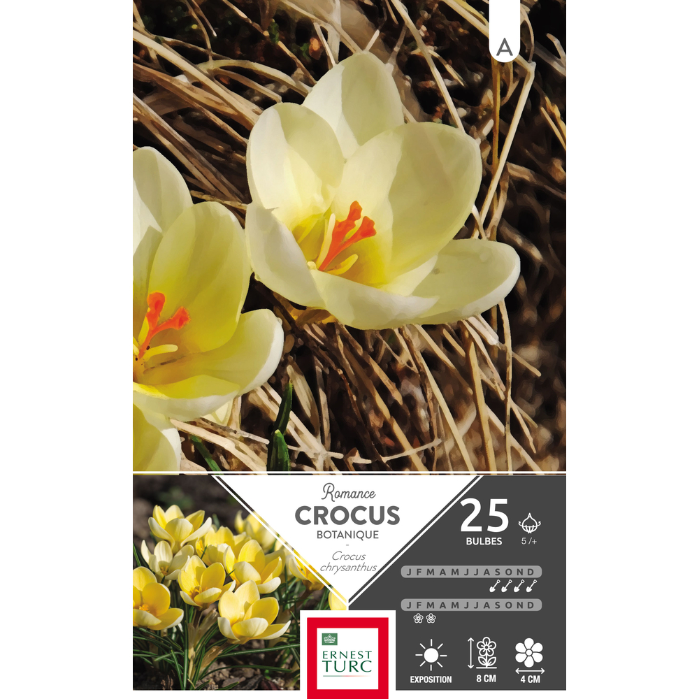 Crocus chrysanthus Romance 5/+ : 25 bulbes