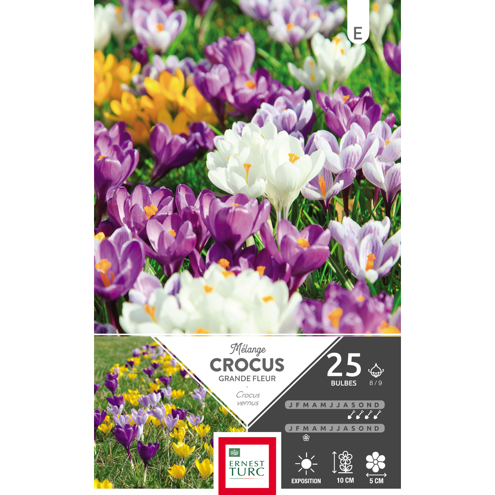 Crocus vernus variés 8/9 : 25 bulbes