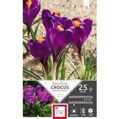 Bulbes de crocus à grandes fleurs 'Flower Record' - x25