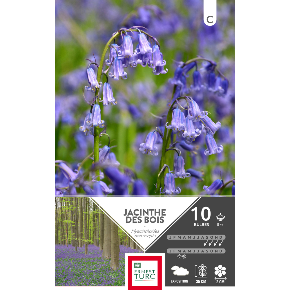 Hyacinthoides non scripta 8/+ : 10 bulbes