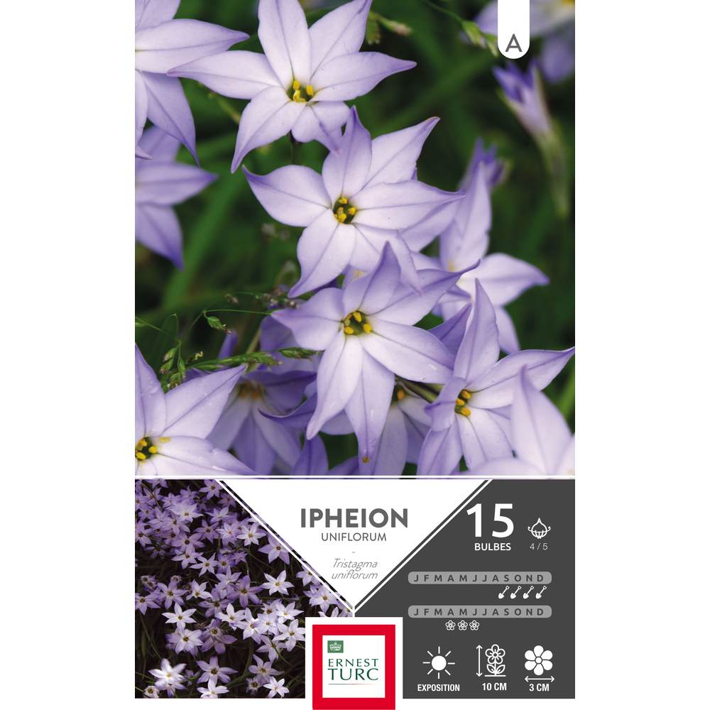 Ipheion uniflorum 4/5 : 15 bulbes