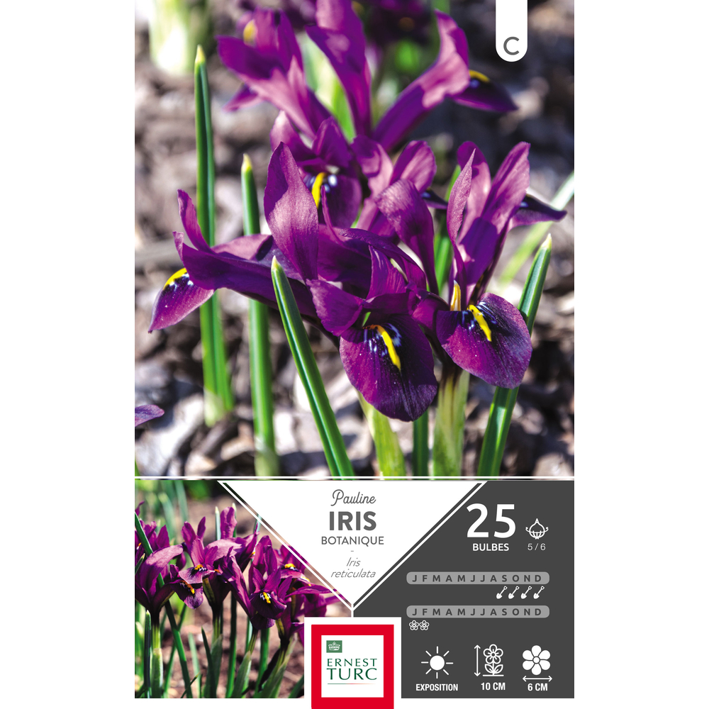 Iris reticulata Pauline 5/6 : 25 bulbes