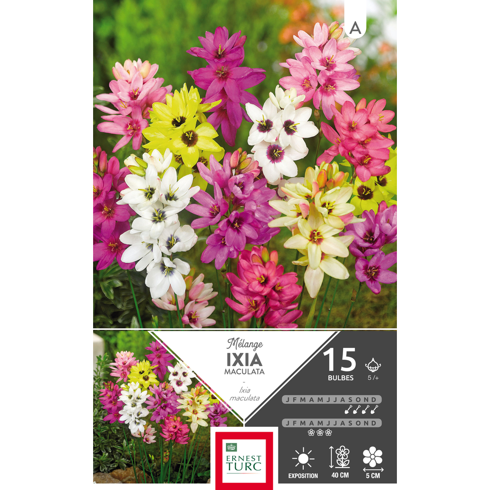 Ixias variés 5/+ : 15 bulbes
