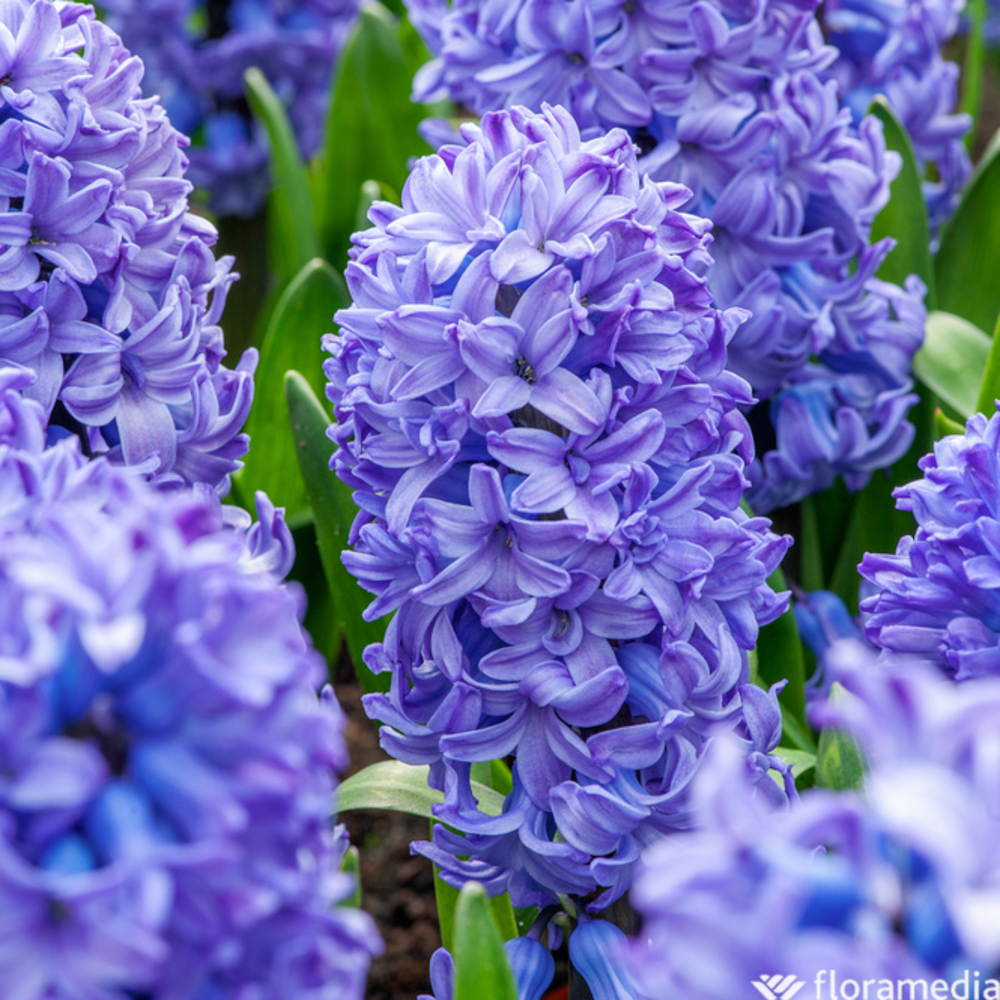 Bulbes de jacinthes de Bretagne 'Bleu' - x5