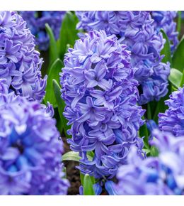 Jacinthe bleue, godet 7 : calibre 16