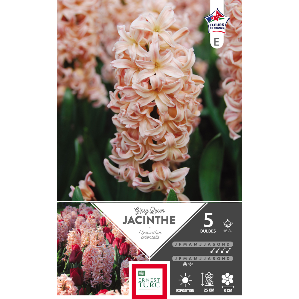 Bulbes de jacinthes 'Gipsy Queen' - x5