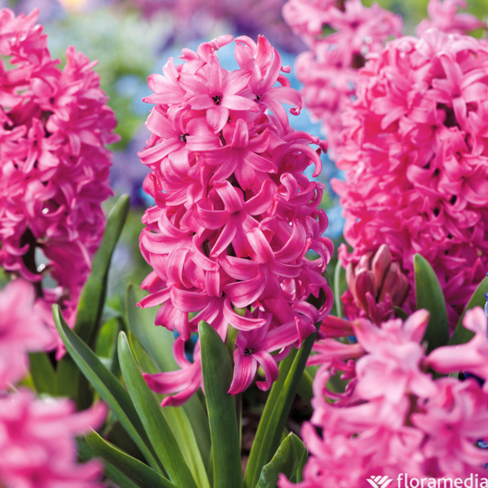 Bulbes de jacinthes de Bretagne 'Pink Pearl' - x5