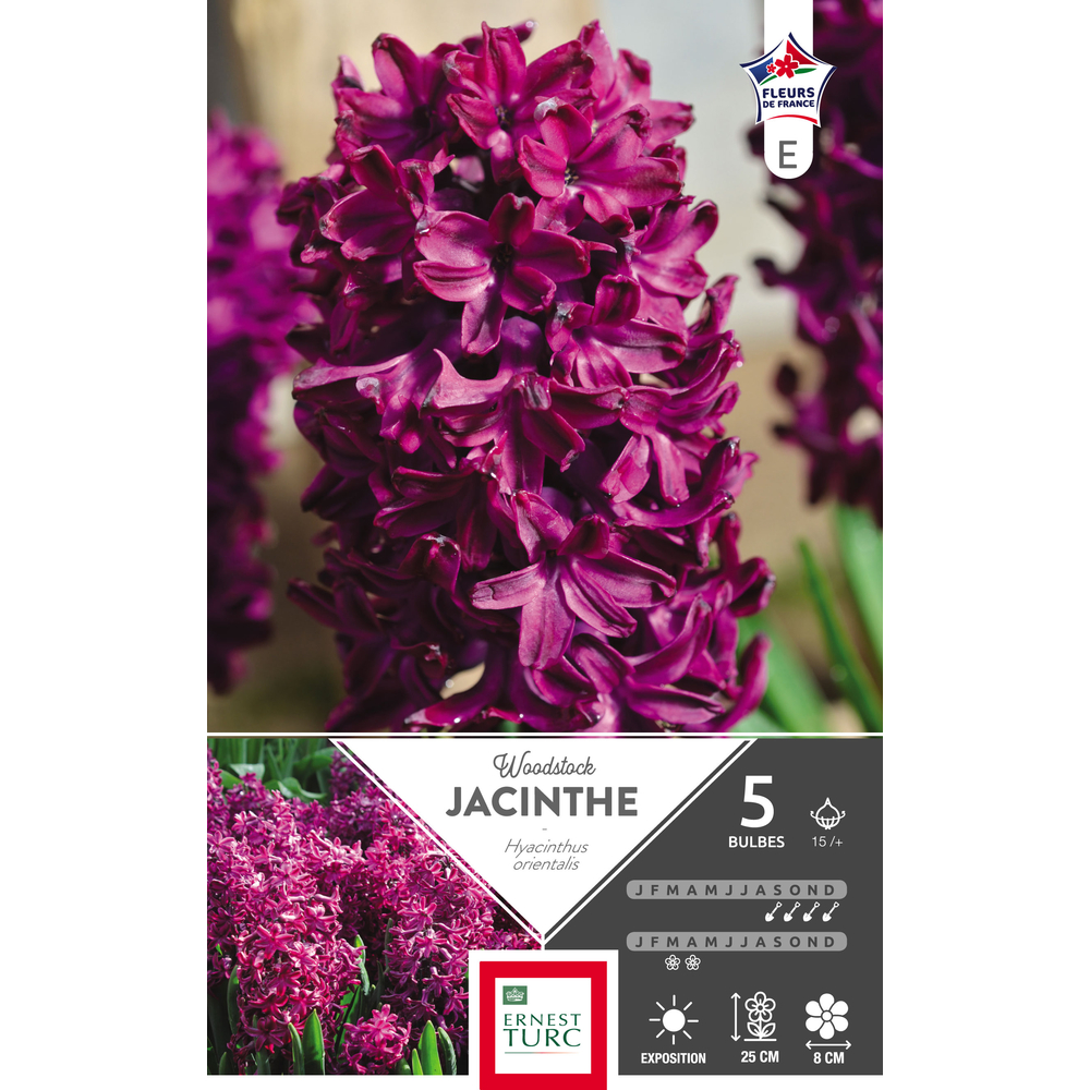 Jacinthe de Bretagne Woodstock 15/+ : 5 bulbes