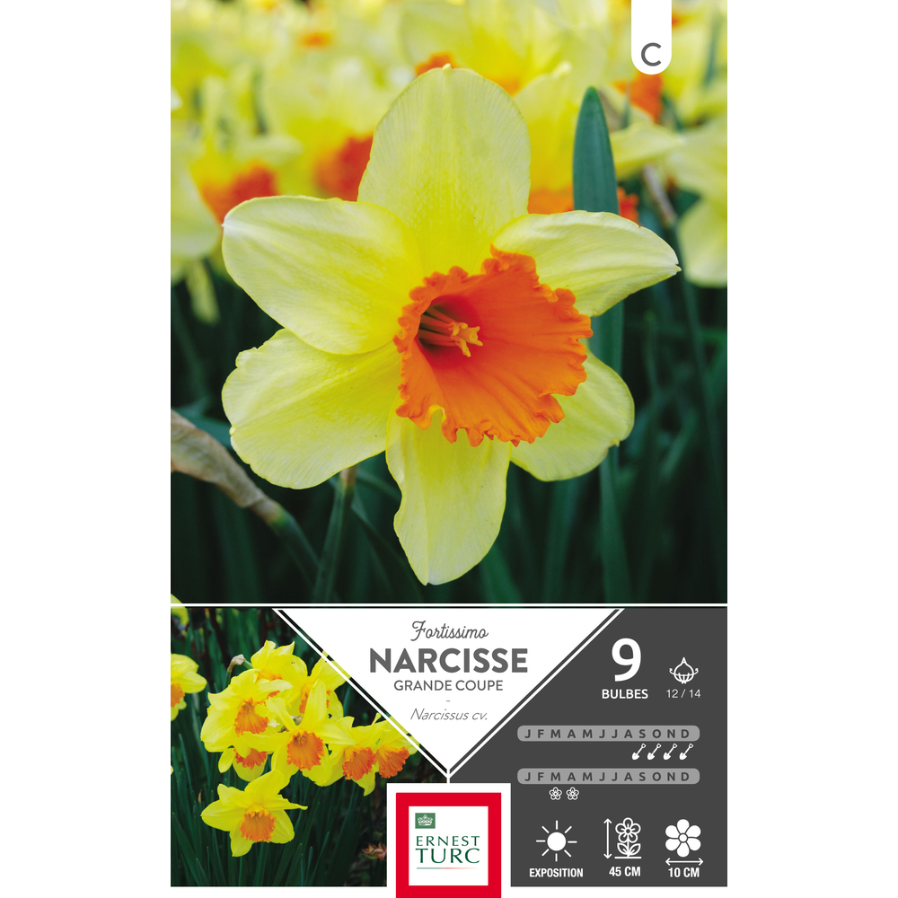 Narcisse grande coupe Fortissimo 12/14 : 9 bulbes