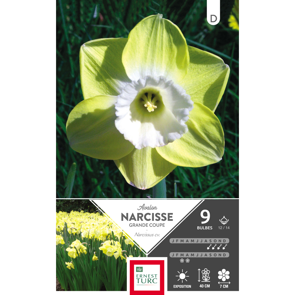 Bulbes de narcisses grande coupe 'Avalon' - x9