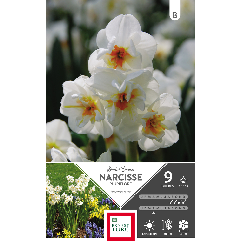 Bulbes de narcisses pluriflores 'Bridal Crown' - x9