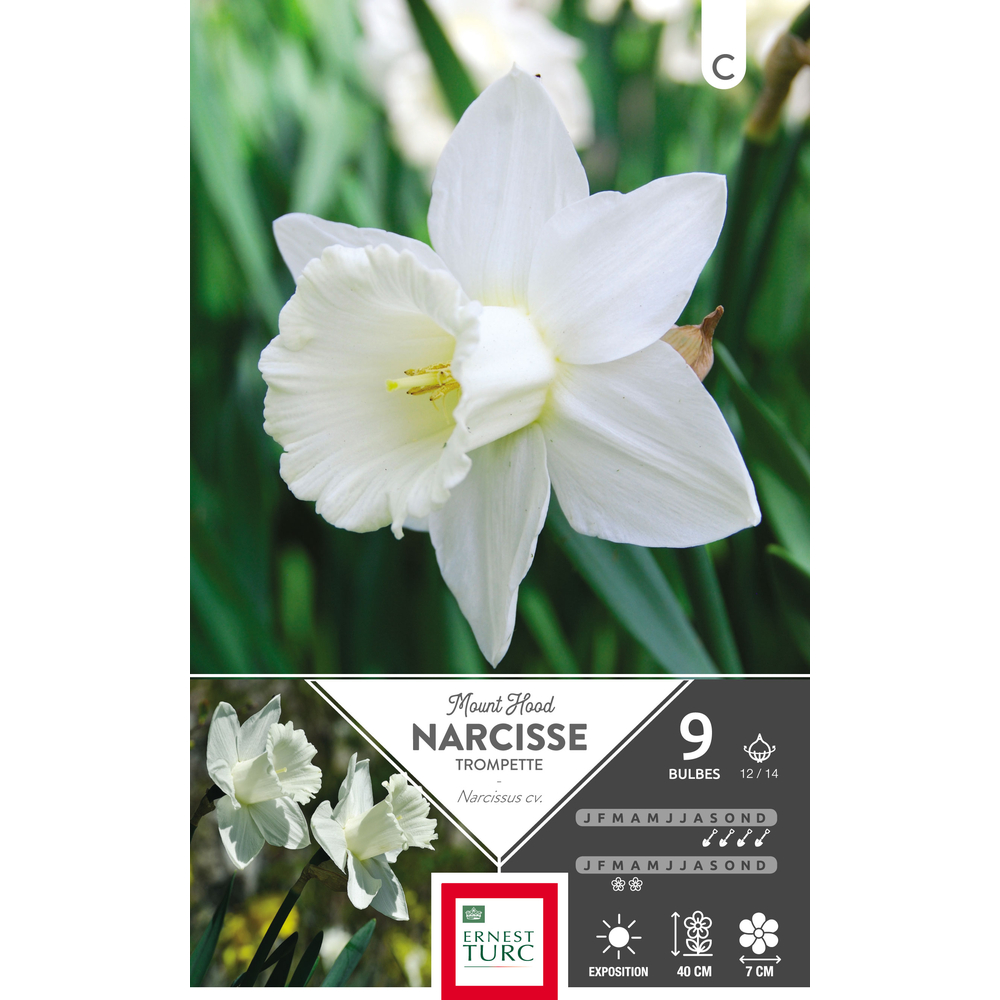 Narcisse trompette Mount Hood 12/14 : 9 bulbes
