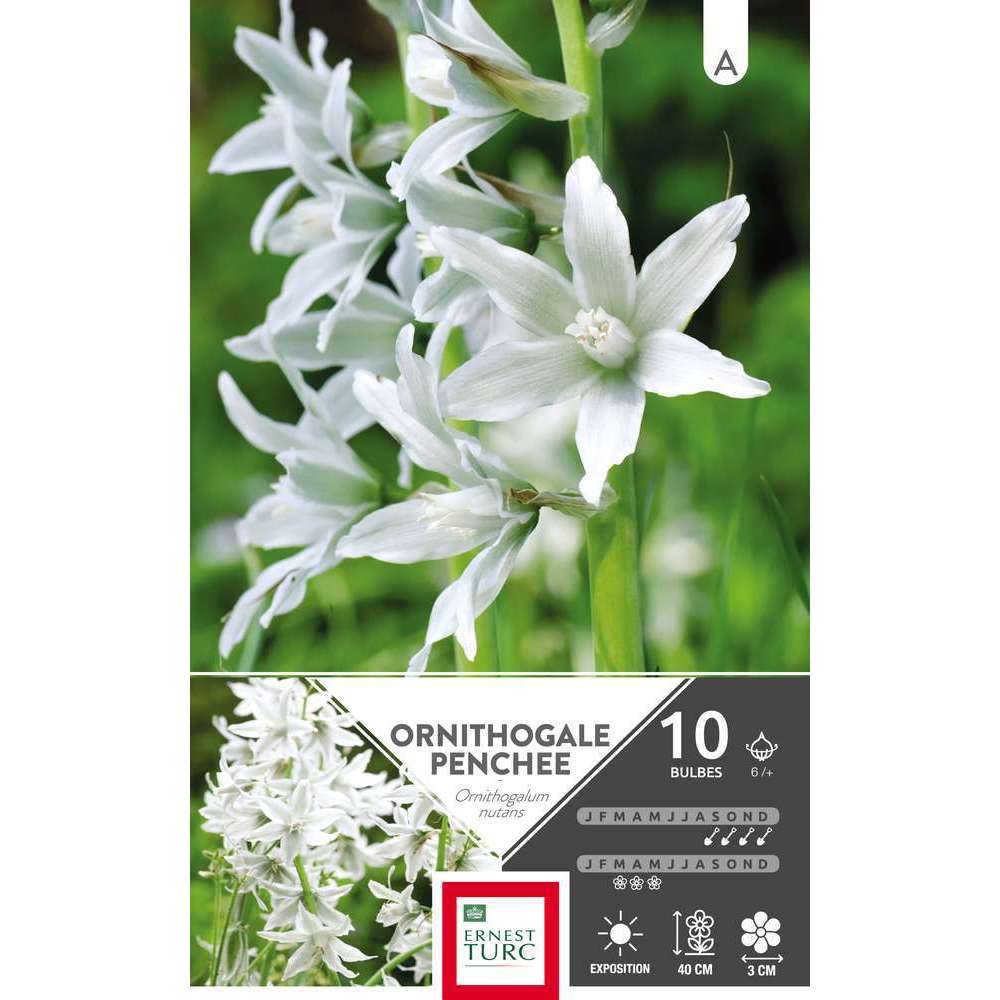 Ornithogalum nutans 6/+ : 10 bulbes