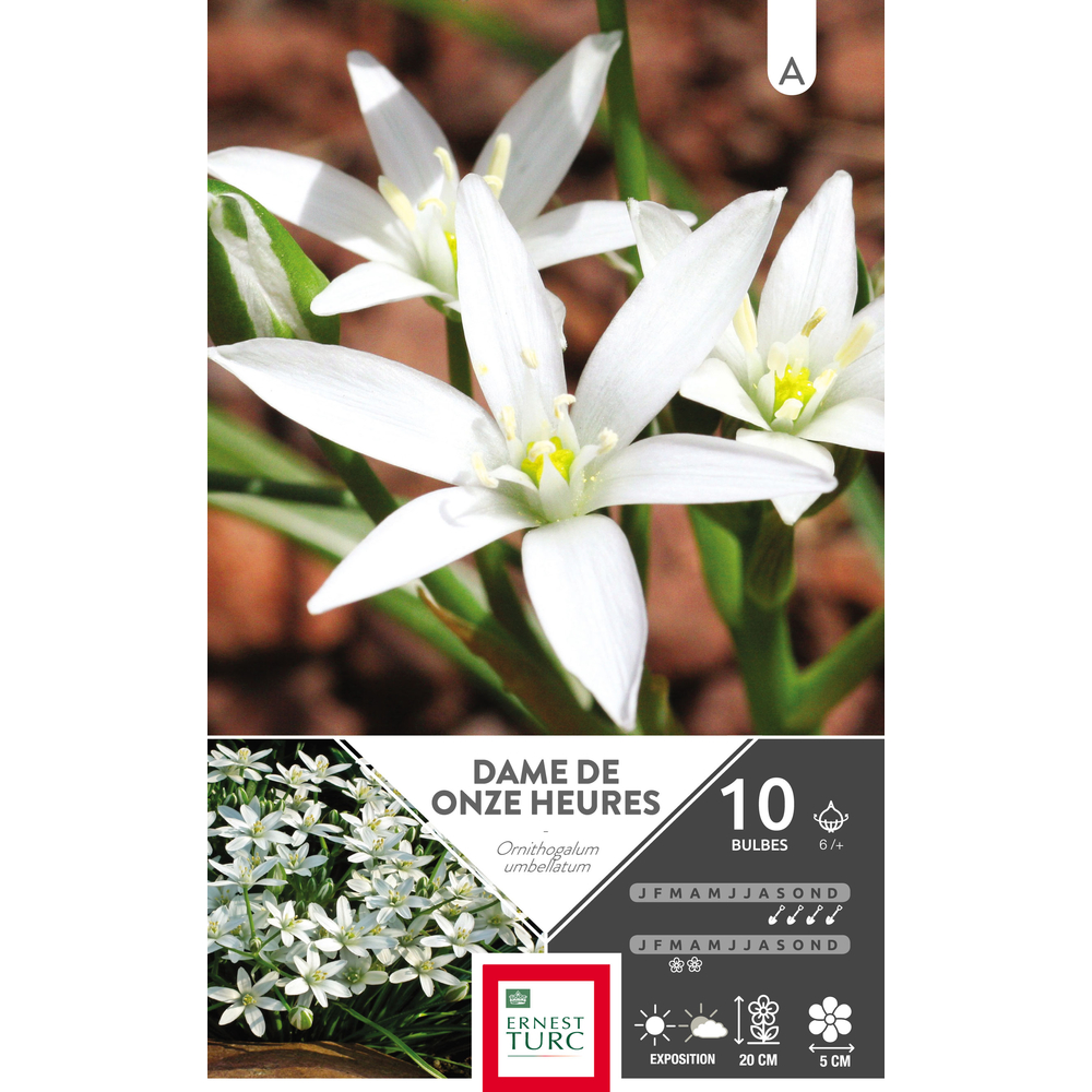 Ornithogalum umbellatum 6/+ : 10 bulbes
