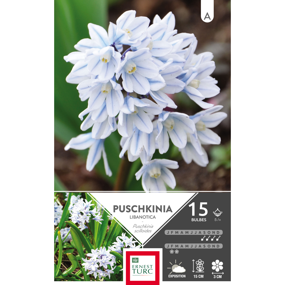 Puschkinia libanotica 5/+ : 15 bulbes
