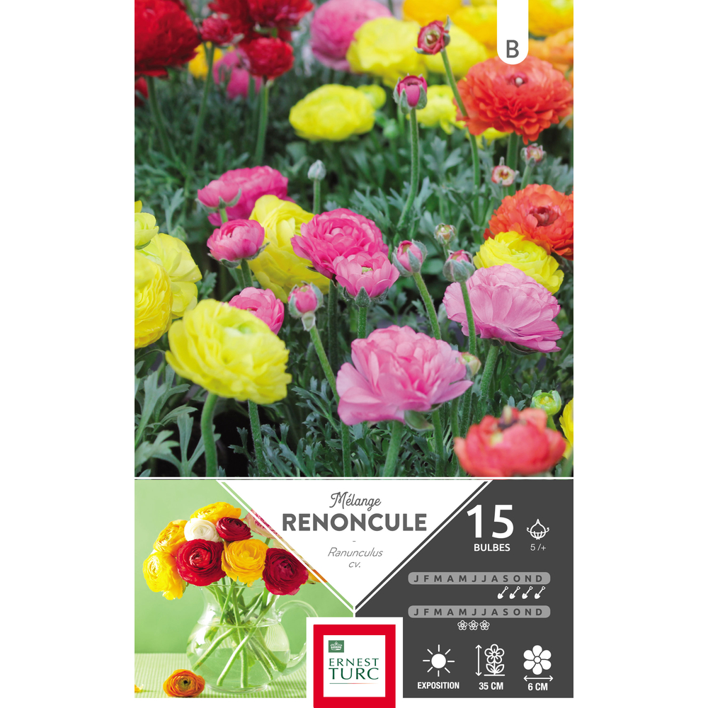Renoncules variées 5/+ : 15 bulbes