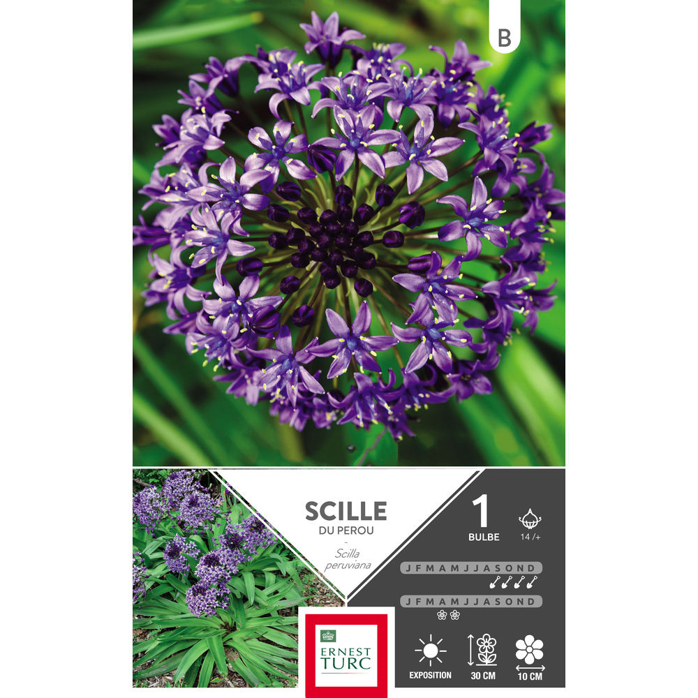 Scilla peruviana 14/+ : 1 bulbe