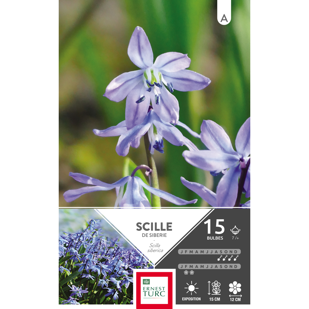 SCILLA SIBERICA 7/+