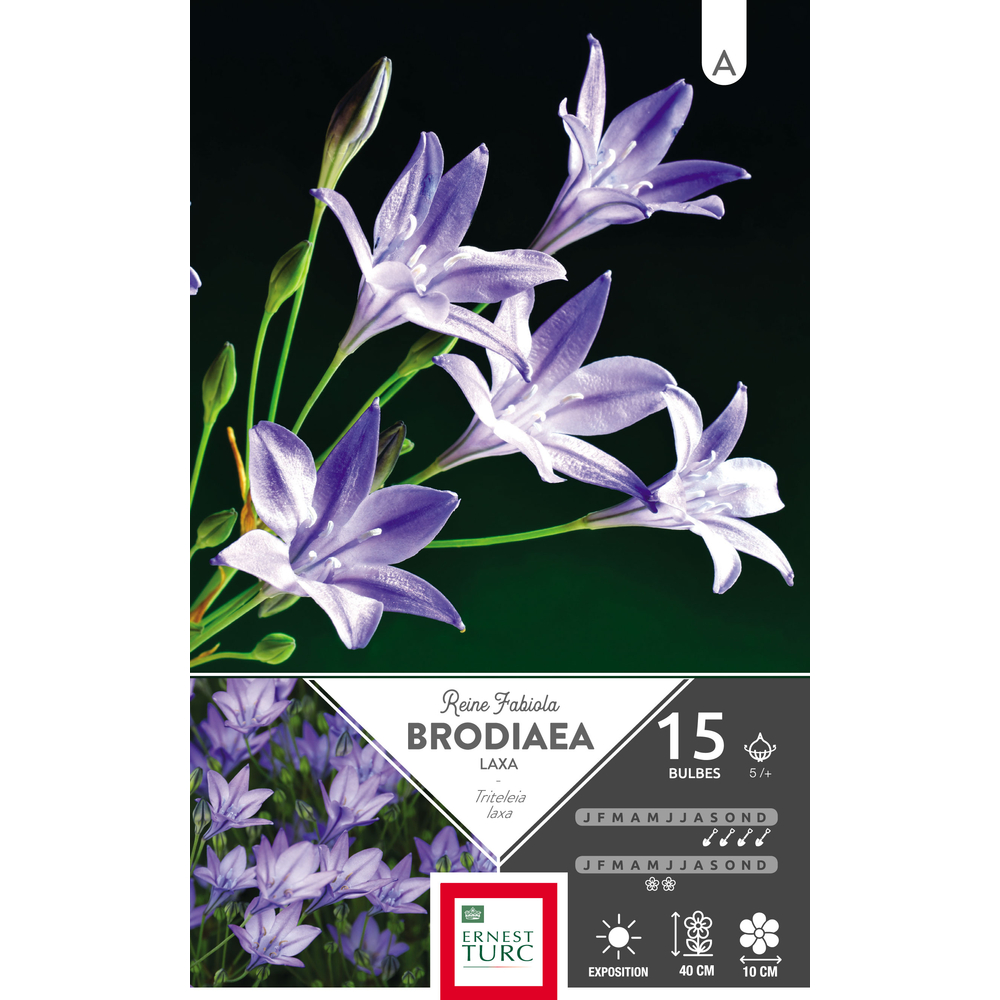 Brodiae triteleia Reine Fabiola 5/+ : 15 bulbes