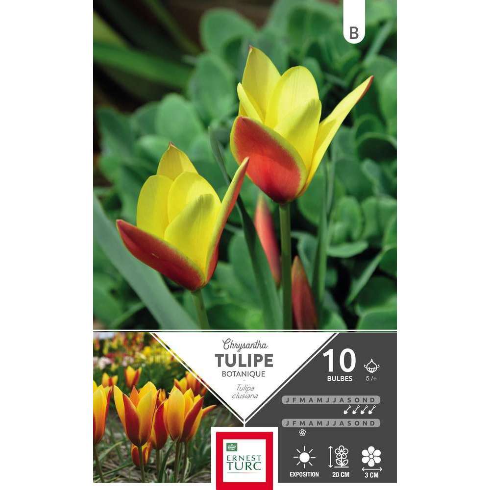 Bulbes de tulipes clusiana 'Chrysantha' - x10