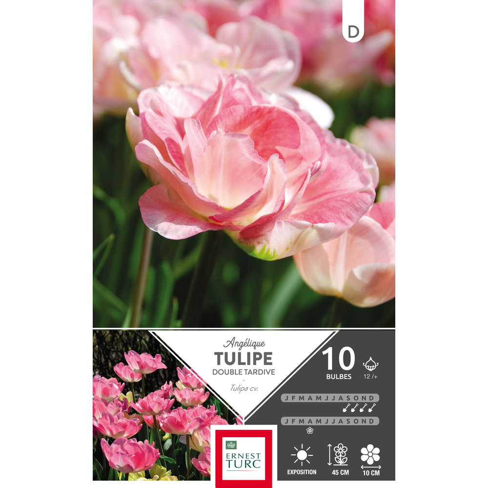 Tulipe double tardive Angélique 12/+ : 10 bulbes