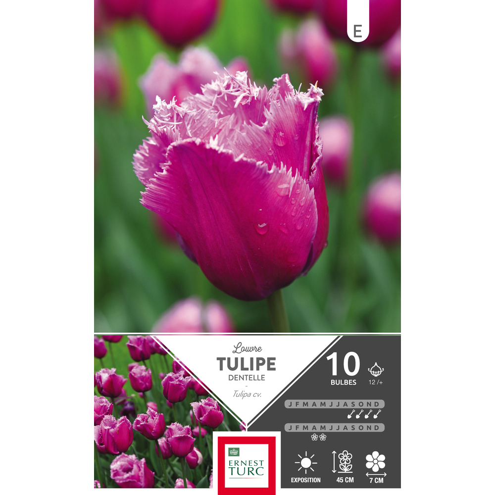 Tulipe dentelle Louvre 12/+ : 10 bulbes