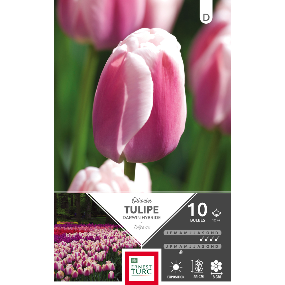 Tulipe darwin hybride Ollioules 12/+ : 10 bulbes