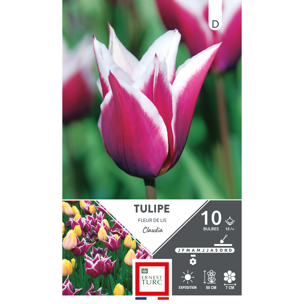 Bulbes de tulipes Fleurs de Lys tulipes Fleurs de Lys Claudia' - x10