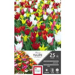 Bulbes de tulipes Fleurs de Lys variées - x25