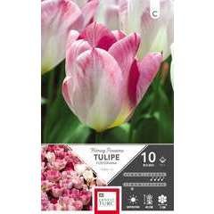 Bulbes de tulipes fosteriana 'Purissima' - x10