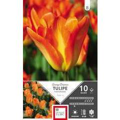 Bulbes de tulipes fosteriana 'Emperor' - x10