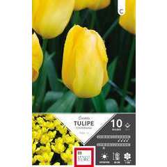 Bulbes de tulipes fosteriana 'Candelia' - x10