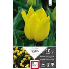 Bulbes de tulipes greigii 'Gold West' - x10