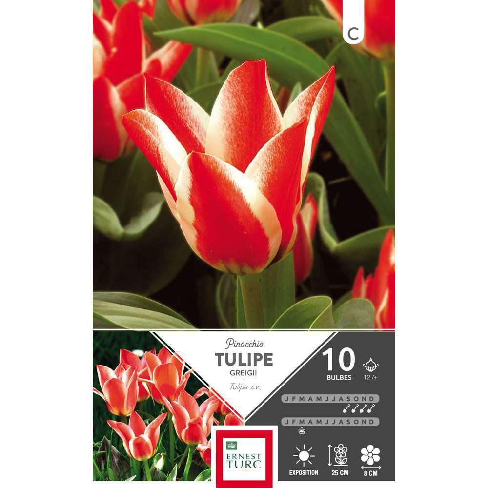 Bulbes de tulipes 'Pinocchio' - x10