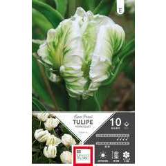 Bulbes de tulipes perroquet 'Parrot' - x10