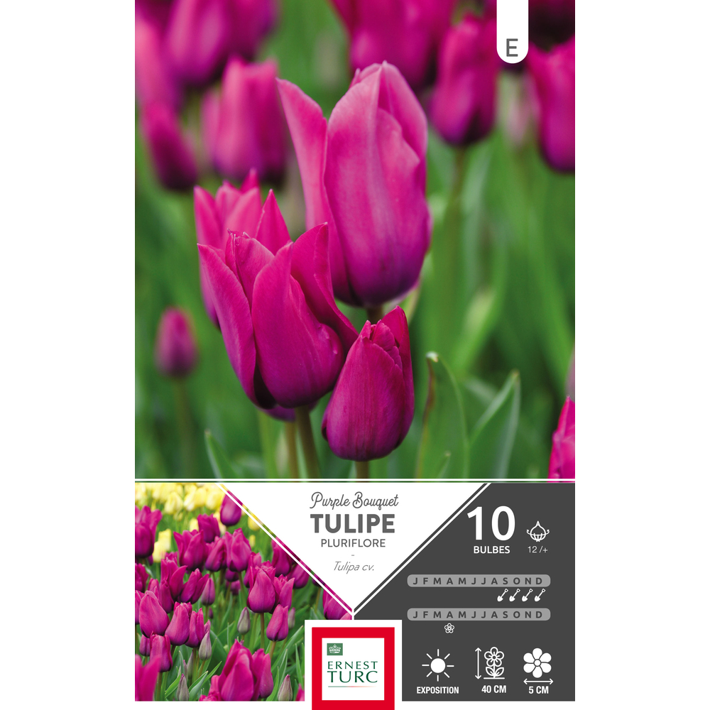 Bulbes de tulipes pluriflore 'Purple Bouquet' - x10