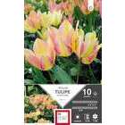 Bulbes de tulipes pluriflore 'Antoinette' - x10