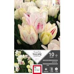 Bulbes de tulipes pluriflores 'Candy Club' - x10