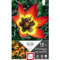 Bulbes de tulipes 'Little Princess' - x10