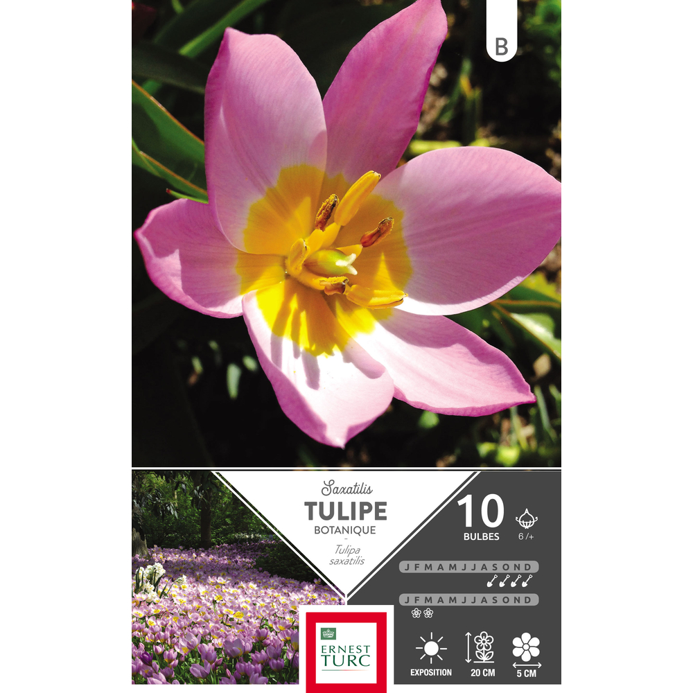 Bulbes de tulipes saxatilis - x10