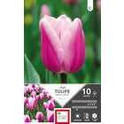 Bulbes de tulipes simples hâtives 'Aafke' - x10